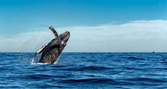Dreaming Sailing Holidays | Round of the World Cruise with Andrea Pestarini
