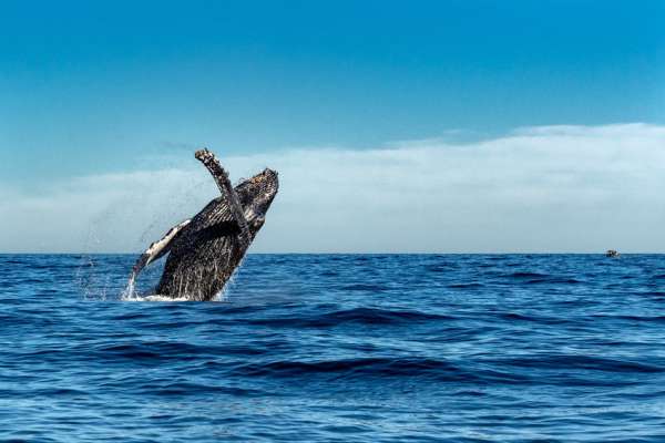 Dreaming Sailing Holidays | Round of the World Cruise with Andrea Pestarini